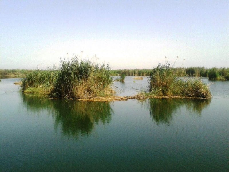 حال و روز تالاب‌های استان خوزستان با شروع گرما